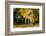 Apaloosa Horse-null-Framed Photographic Print