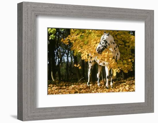 Apaloosa Horse-null-Framed Photographic Print