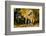 Apaloosa Horse-null-Framed Photographic Print