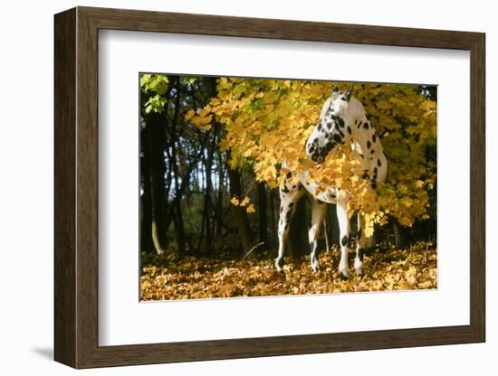 Apaloosa Horse-null-Framed Photographic Print