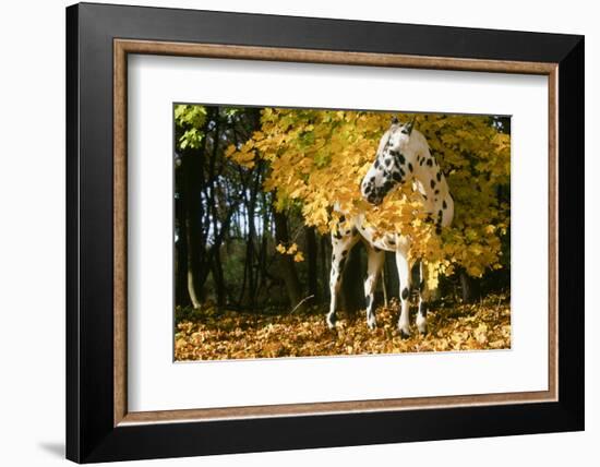 Apaloosa Horse-null-Framed Photographic Print