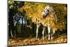 Apaloosa Horse-null-Mounted Photographic Print