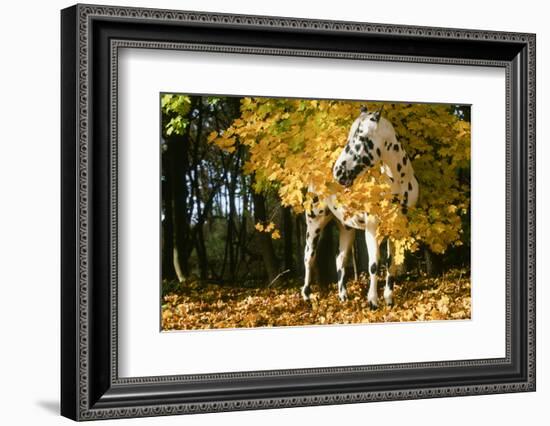Apaloosa Horse-null-Framed Photographic Print
