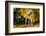 Apaloosa Horse-null-Framed Photographic Print