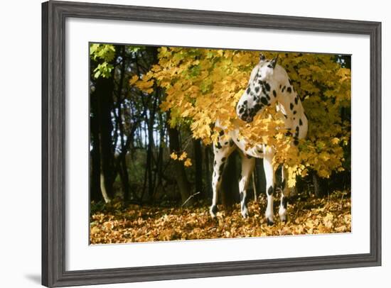 Apaloosa Horse-null-Framed Photographic Print