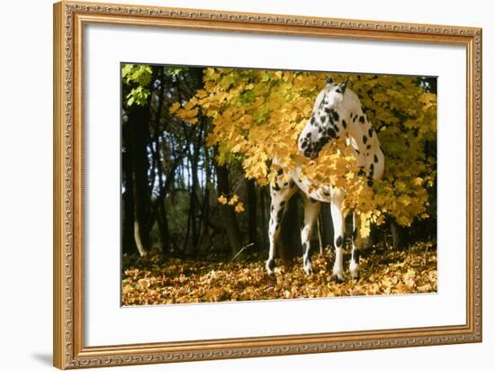 Apaloosa Horse-null-Framed Photographic Print