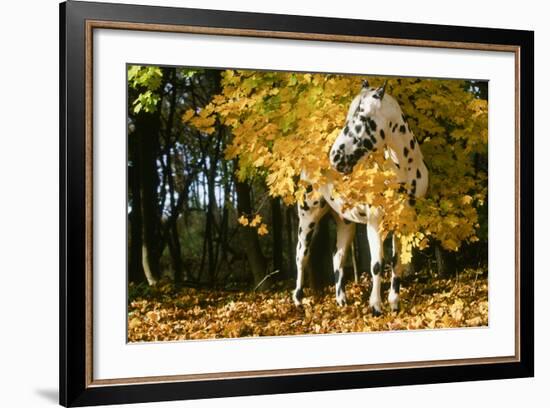 Apaloosa Horse-null-Framed Photographic Print