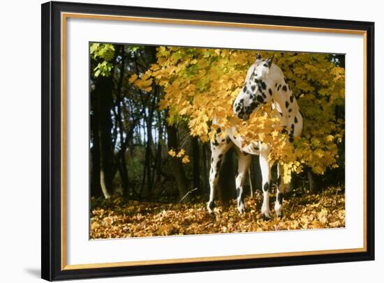 Apaloosa Horse-null-Framed Photographic Print