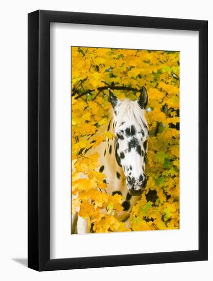 Apaloosa Horse-null-Framed Photographic Print