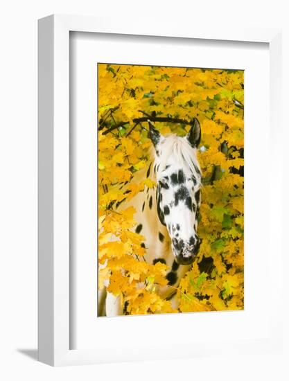 Apaloosa Horse-null-Framed Photographic Print