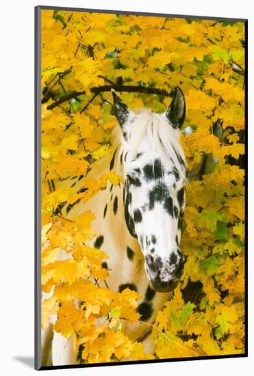 Apaloosa Horse-null-Mounted Photographic Print