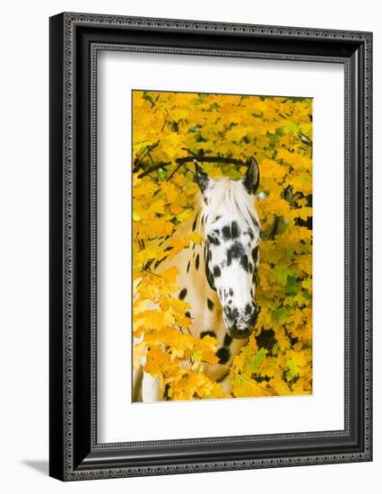 Apaloosa Horse-null-Framed Photographic Print