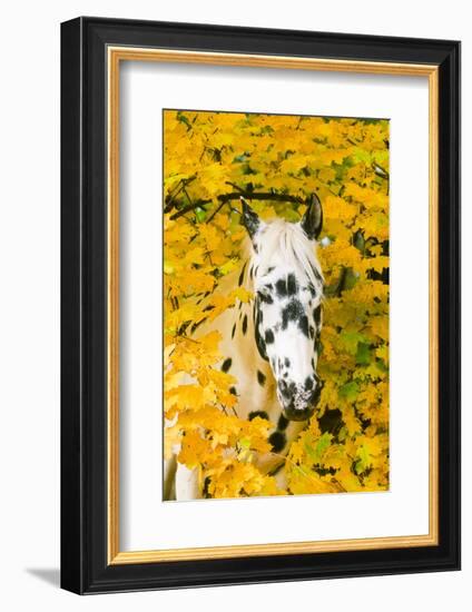 Apaloosa Horse-null-Framed Photographic Print