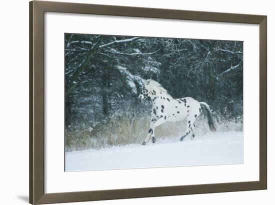 Apaloosa Horse-null-Framed Photographic Print