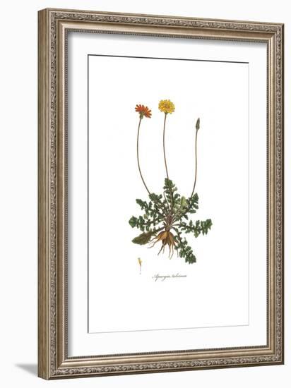 Apargia tuberosa, Flora Graeca-Ferdinand Bauer-Framed Giclee Print