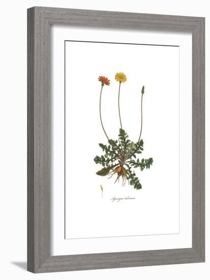 Apargia tuberosa, Flora Graeca-Ferdinand Bauer-Framed Giclee Print