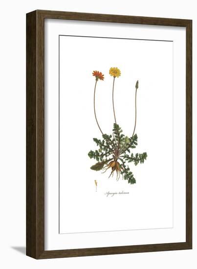 Apargia tuberosa, Flora Graeca-Ferdinand Bauer-Framed Giclee Print