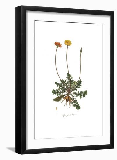 Apargia tuberosa, Flora Graeca-Ferdinand Bauer-Framed Giclee Print