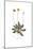 Apargia tuberosa, Flora Graeca-Ferdinand Bauer-Mounted Giclee Print