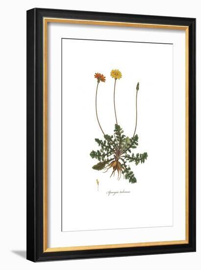 Apargia tuberosa, Flora Graeca-Ferdinand Bauer-Framed Giclee Print