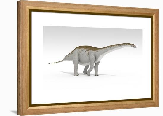 Apatosaurus Dinosaur, White Background-null-Framed Stretched Canvas