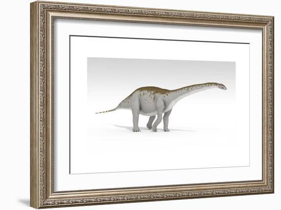 Apatosaurus Dinosaur, White Background-null-Framed Art Print