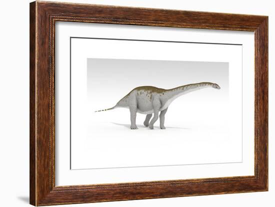 Apatosaurus Dinosaur, White Background-null-Framed Art Print