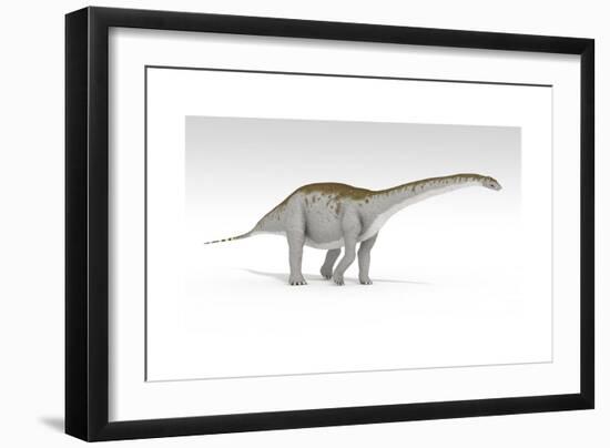 Apatosaurus Dinosaur, White Background-null-Framed Art Print