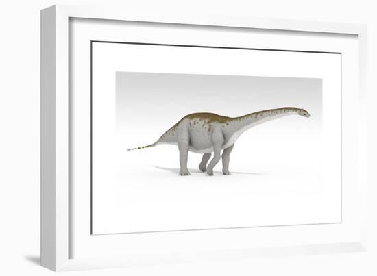 Apatosaurus Dinosaur, White Background-null-Framed Art Print