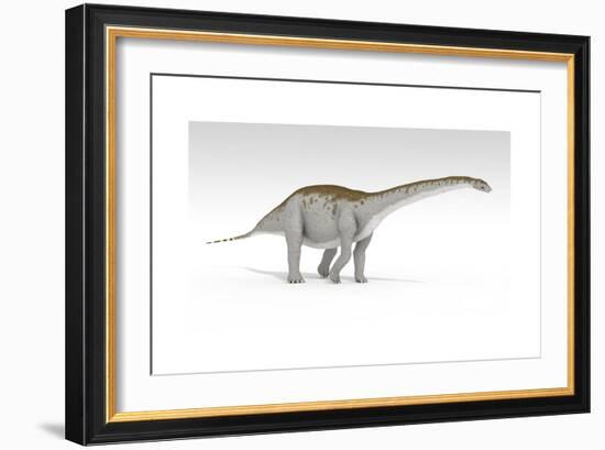 Apatosaurus Dinosaur, White Background-null-Framed Art Print