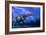 Apatosaurus Dinosaur-Joe Tucciarone-Framed Photographic Print