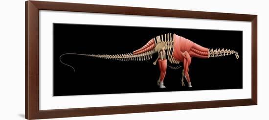 Apatosaurus Skeleton and Muscles-null-Framed Art Print