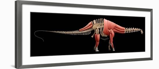 Apatosaurus Skeleton and Muscles-null-Framed Art Print