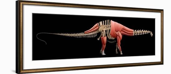 Apatosaurus Skeleton and Muscles-null-Framed Art Print