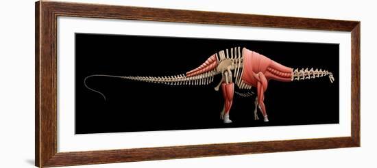 Apatosaurus Skeleton and Muscles-null-Framed Art Print