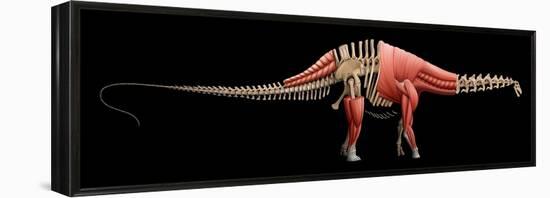 Apatosaurus Skeleton and Muscles-null-Framed Stretched Canvas