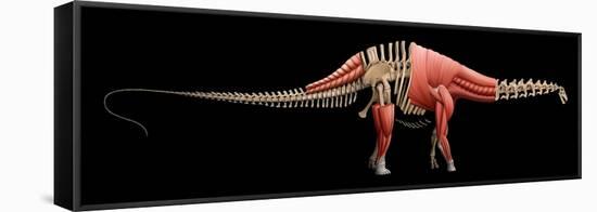 Apatosaurus Skeleton and Muscles-null-Framed Stretched Canvas