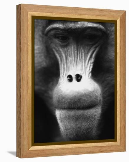 Ape Face-Henry Horenstein-Framed Premier Image Canvas