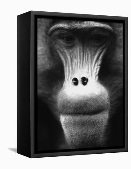 Ape Face-Henry Horenstein-Framed Premier Image Canvas
