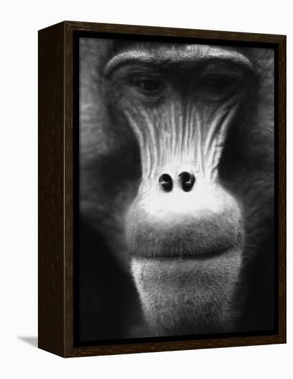 Ape Face-Henry Horenstein-Framed Premier Image Canvas