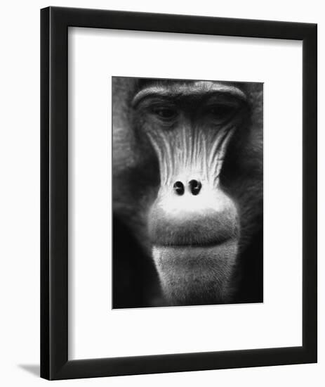 Ape Face-Henry Horenstein-Framed Photographic Print