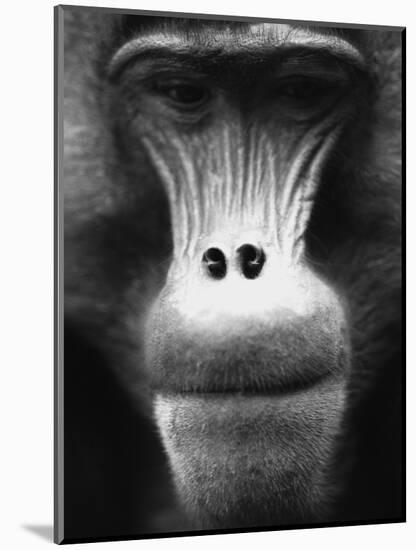 Ape Face-Henry Horenstein-Mounted Photographic Print