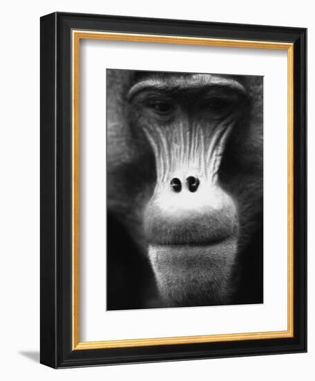 Ape Face-Henry Horenstein-Framed Photographic Print