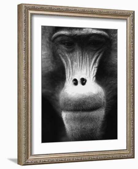 Ape Face-Henry Horenstein-Framed Photographic Print