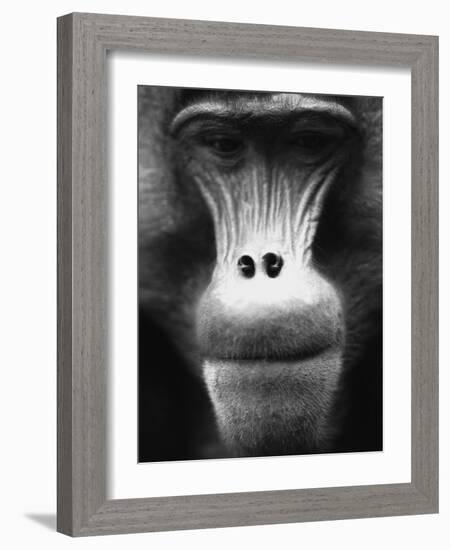 Ape Face-Henry Horenstein-Framed Photographic Print