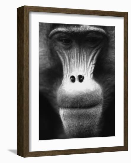 Ape Face-Henry Horenstein-Framed Photographic Print