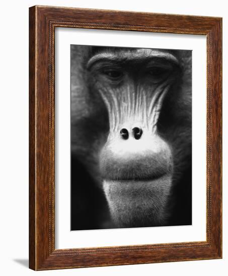 Ape Face-Henry Horenstein-Framed Photographic Print