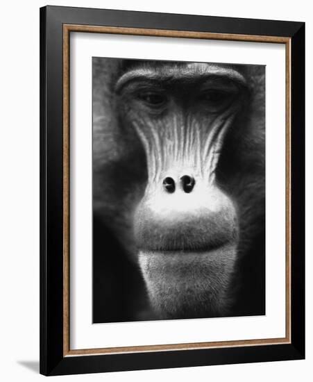 Ape Face-Henry Horenstein-Framed Photographic Print