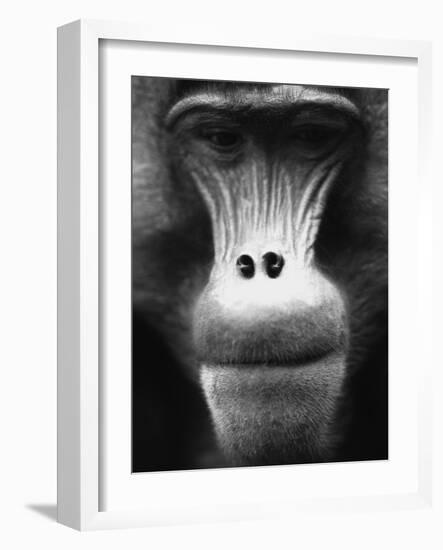 Ape Face-Henry Horenstein-Framed Photographic Print