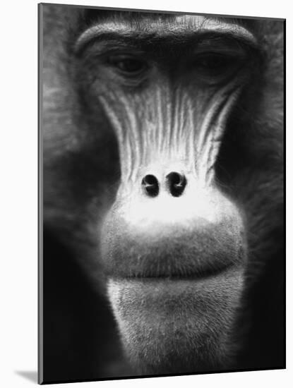 Ape Face-Henry Horenstein-Mounted Photographic Print